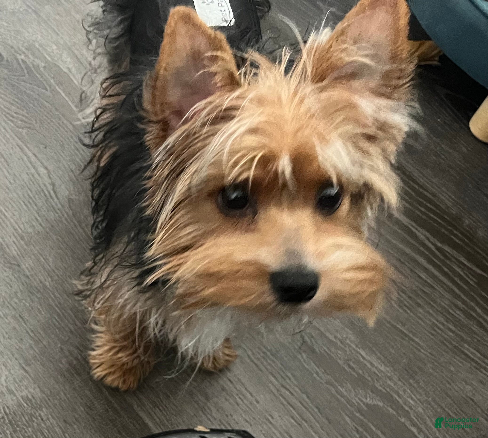Yorkshire Terrier dogs Yorkshire Terrier 1 - Ad 34