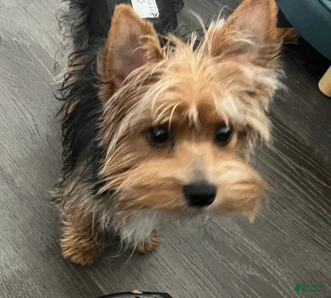 Yorkshire Terrier dogs for sale: Yorkshire Terrier 1 - Ad 1