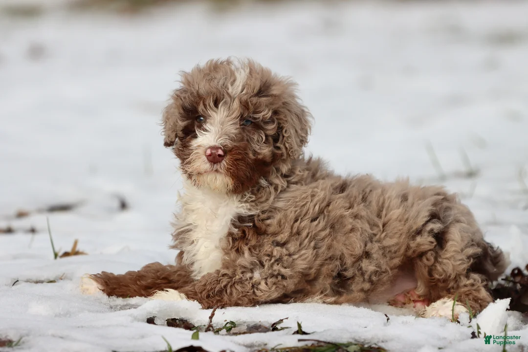 Mini Bernedoodle dogs for sale: Chocolate Chips - Ad 3