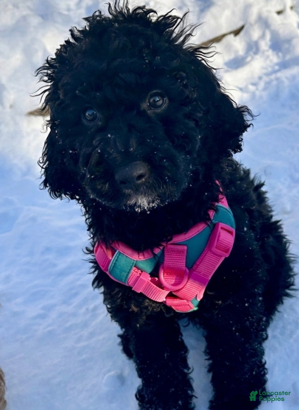 Mixed Breed dogs Midnight - Ad 2