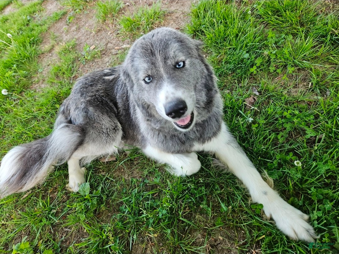 Nova