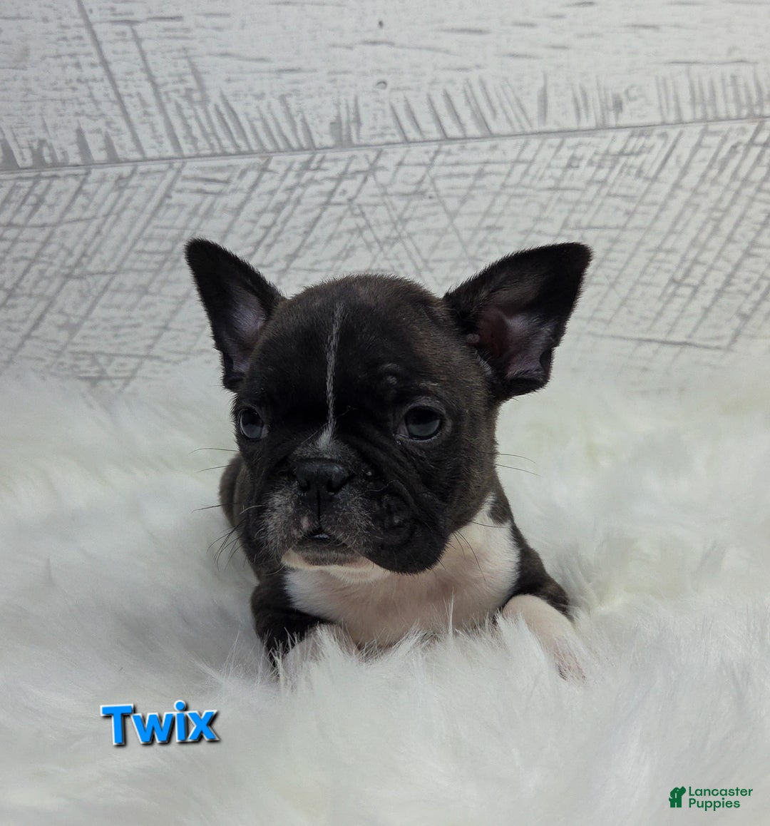 Frenchton dogs for sale: Twix - Ad 3