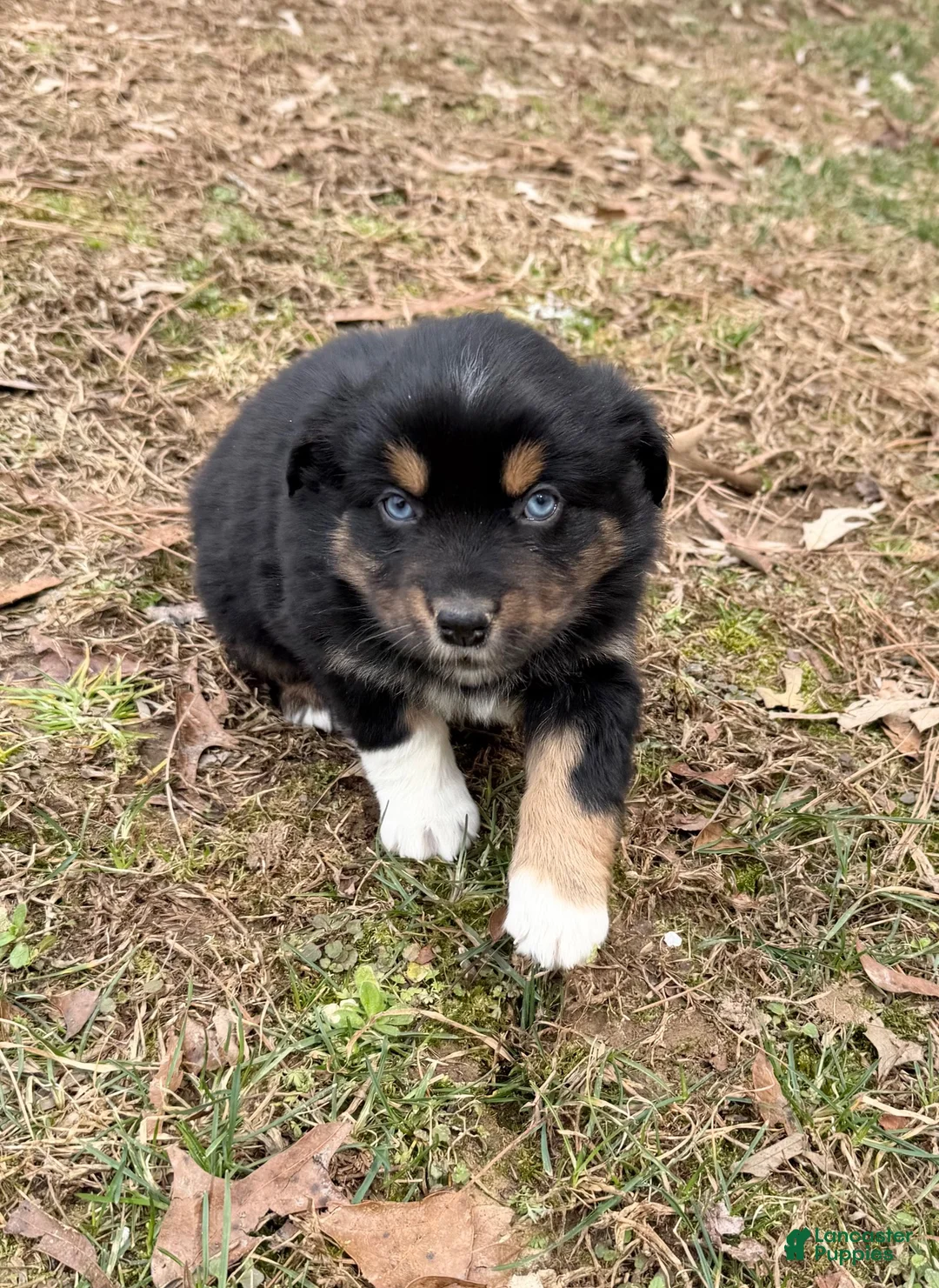 Australian Shepherd dogs for sale: Sugar - Ad 6