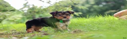 Yorkshire Terrier dogs for sale: Bobby - Ad 5