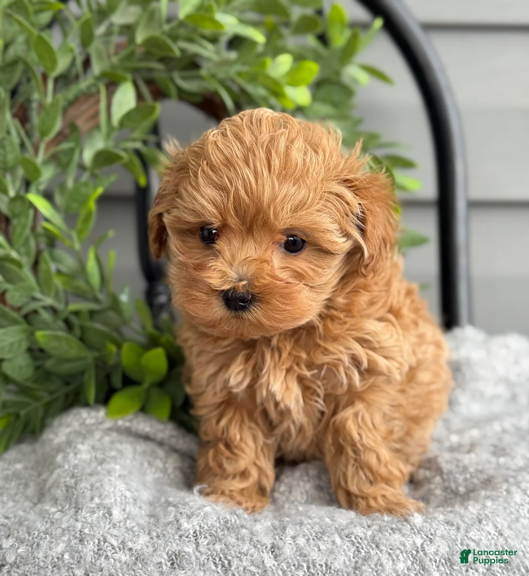 Maltipoo dogs for sale: Teacup - Ad 1