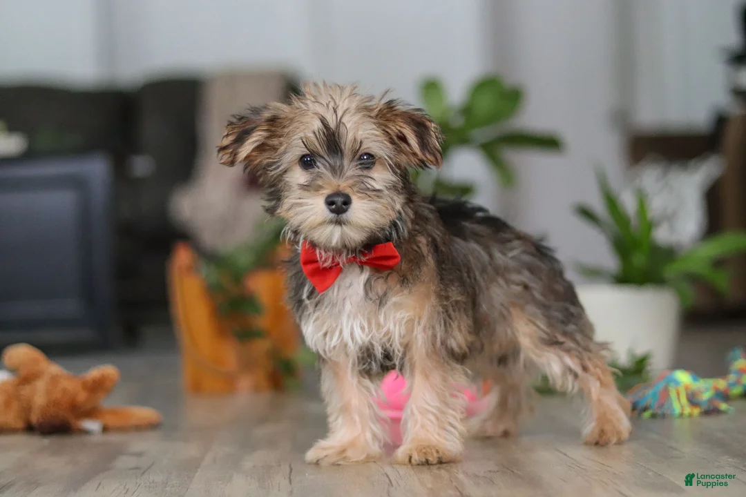 Morkie dogs for sale: Buddy - Ad 4