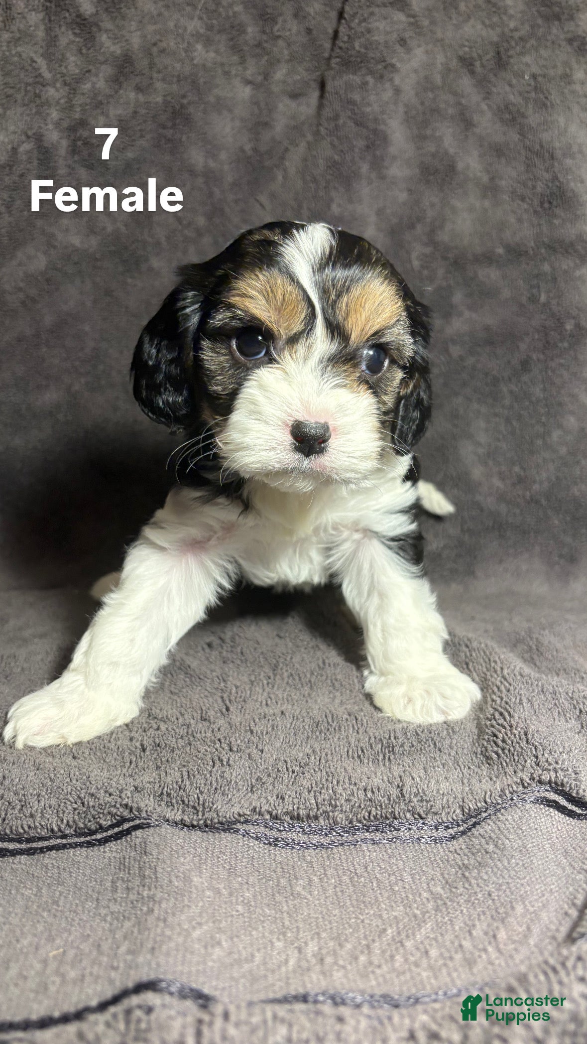 Mixed Breed dogs Mixed Breed Puppy 5 - Ad 22