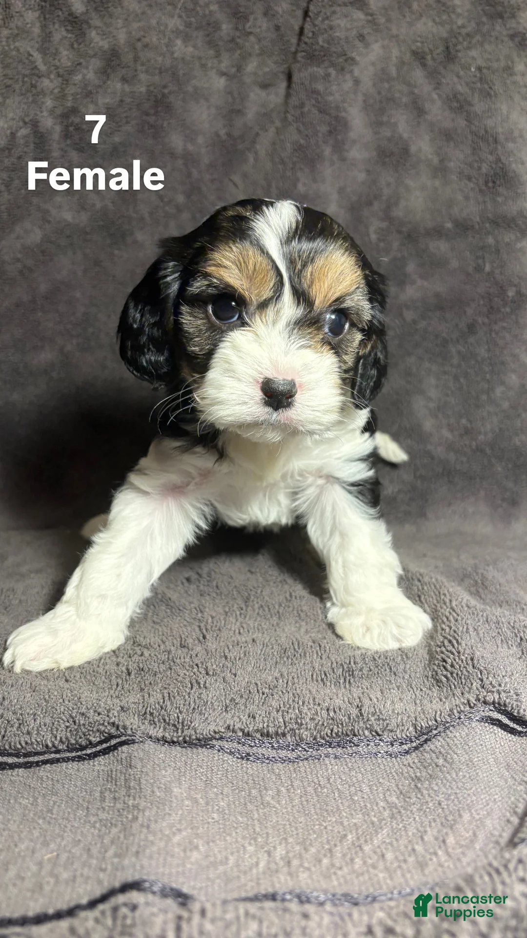 Mixed Breed dogs for sale: Mixed Breed Puppy 5 - Ad 1