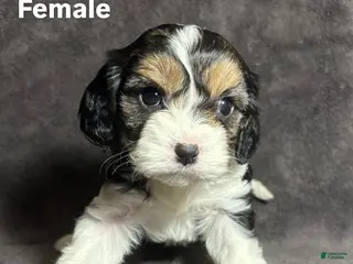 Mixed Breed dogs Mixed Breed Puppy 5 - Ad 22