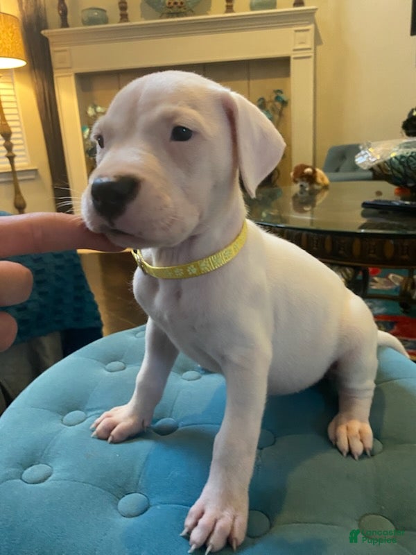 Dogo Argentino dogs Yellow Collar - Ad 1