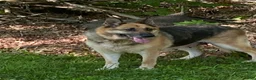 German Shepherd dogs for sale: German Shepherd 1 - Ad 5