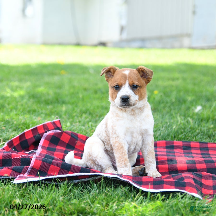 Australian Cattle Dog dogs Ranger - Ad 1