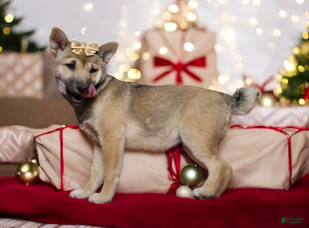 Shiba Inu dogs for sale: Janey - Ad 6