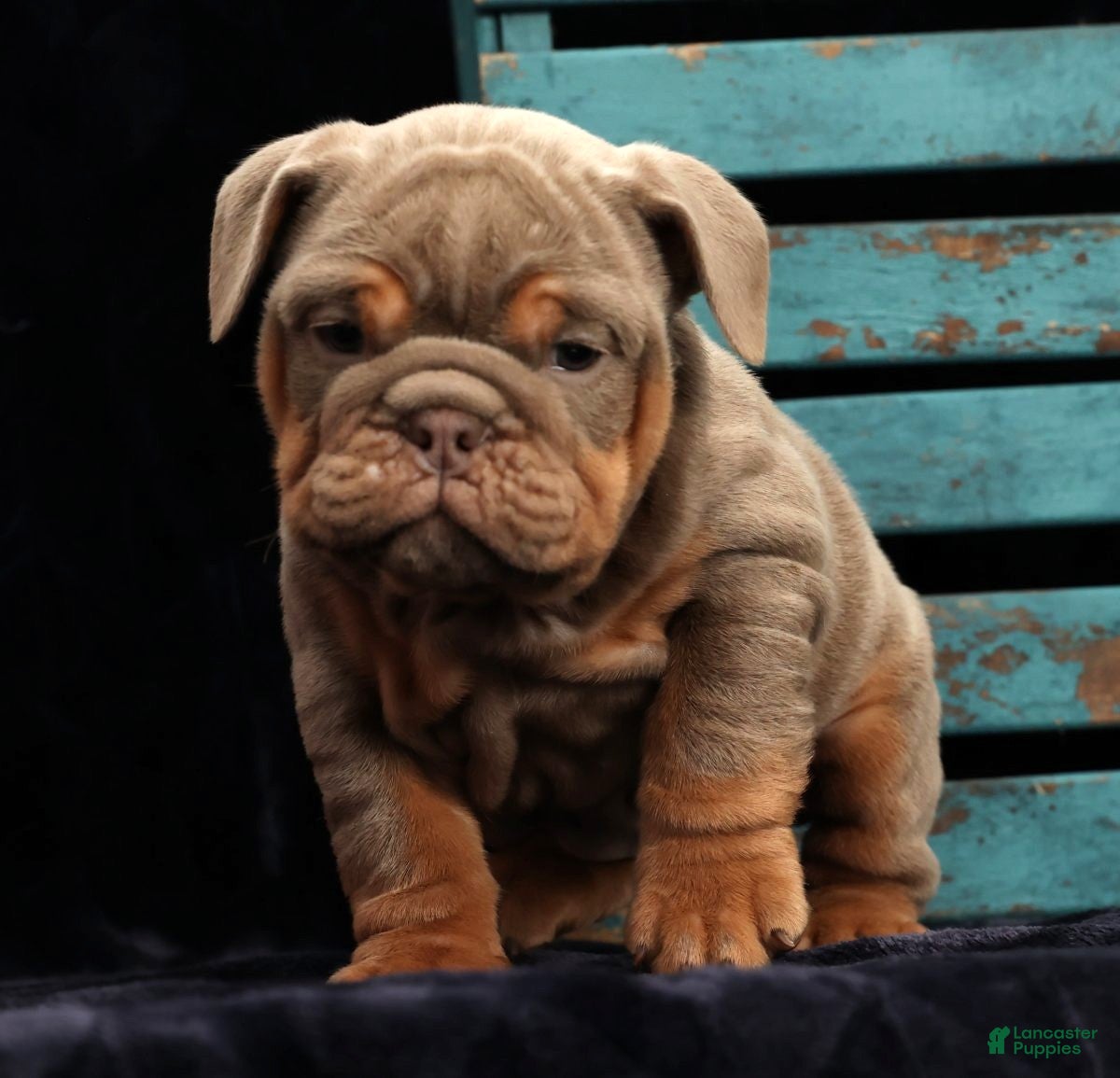 English Bulldog dogs Simone - Ad 26
