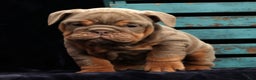 English Bulldog dogs for sale: Simone - Ad 1