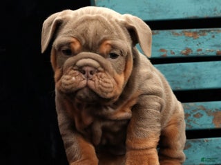 English Bulldog dogs Simone - Ad 34