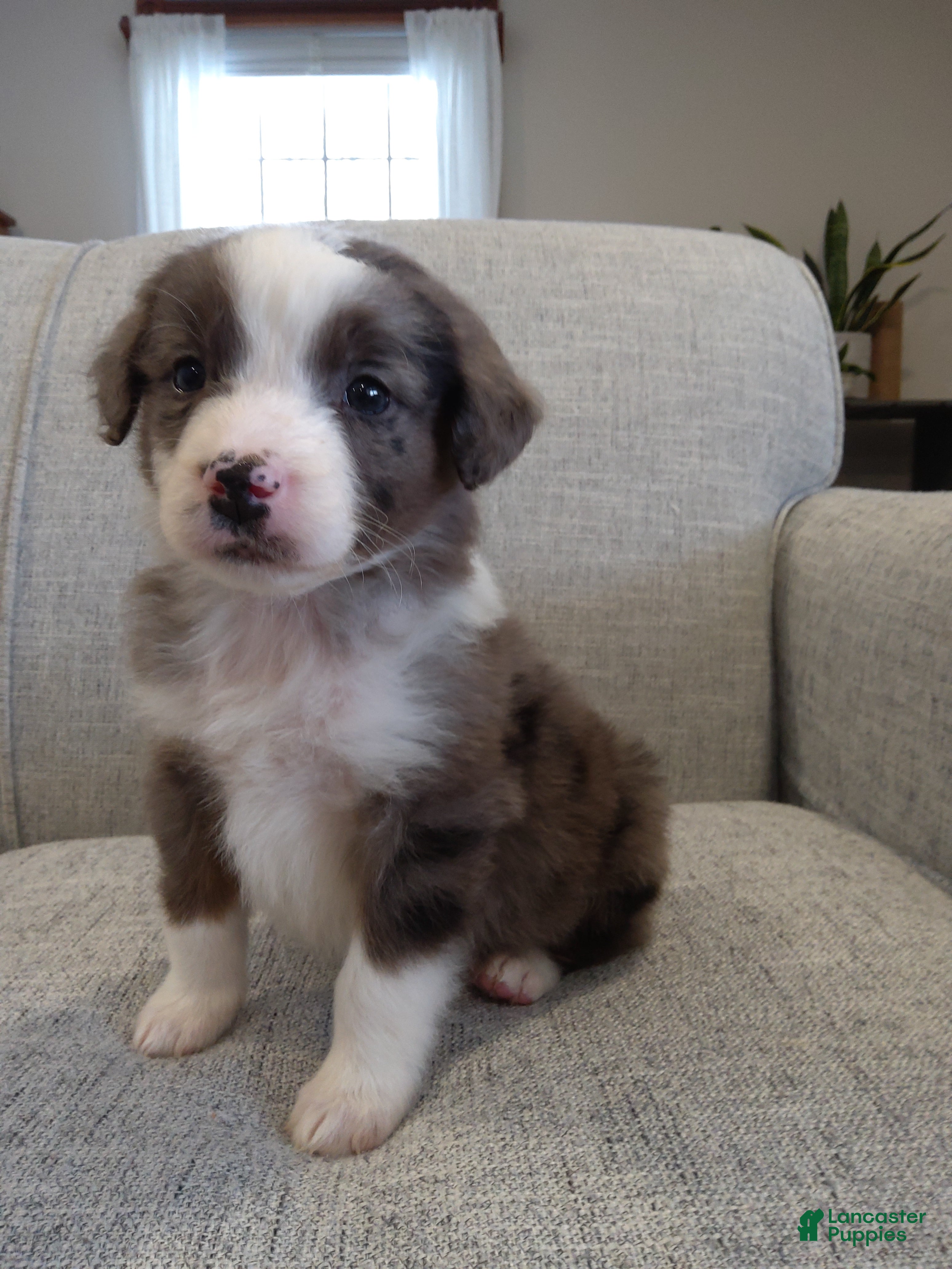 Aussiedoodle dogs Hudson  - Ad 16