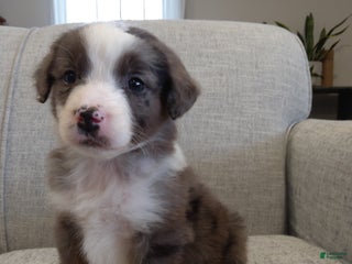 Aussiedoodle dogs Hudson - Ad 7