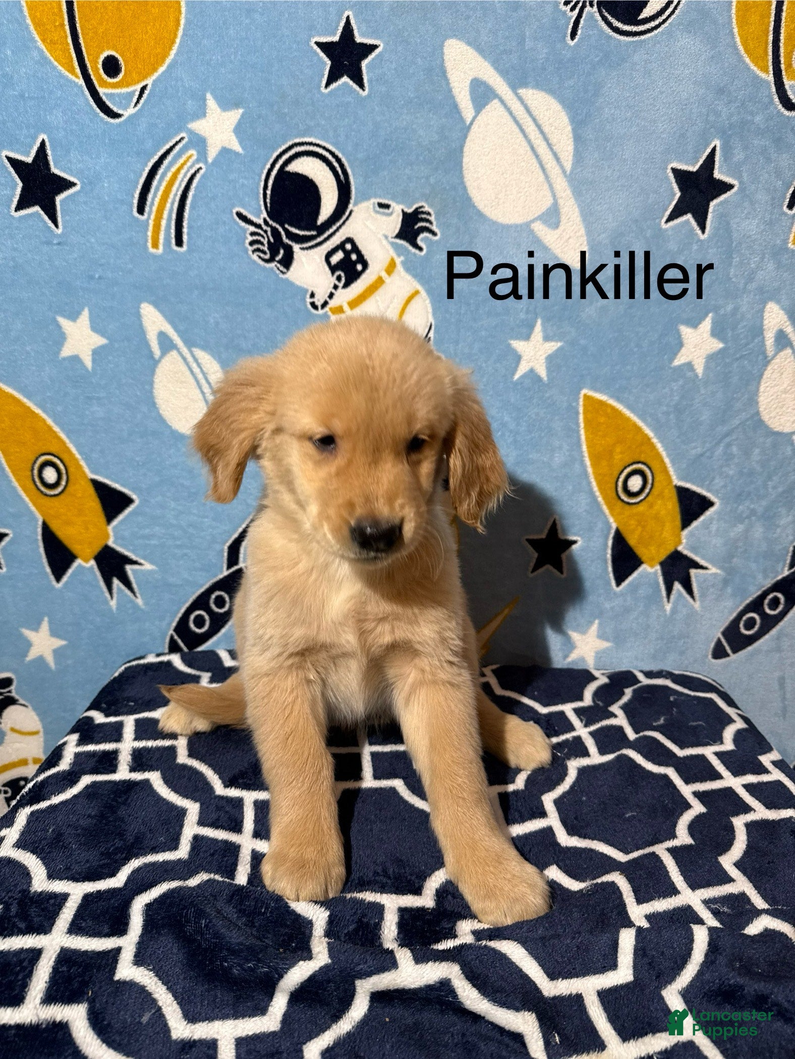 Golden Retriever dogs Painkiller - Ad 41