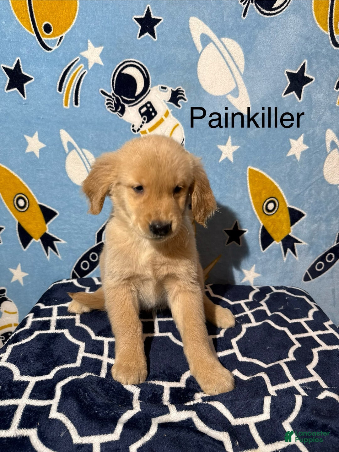 Golden Retriever dogs for sale: Painkiller - Ad 1