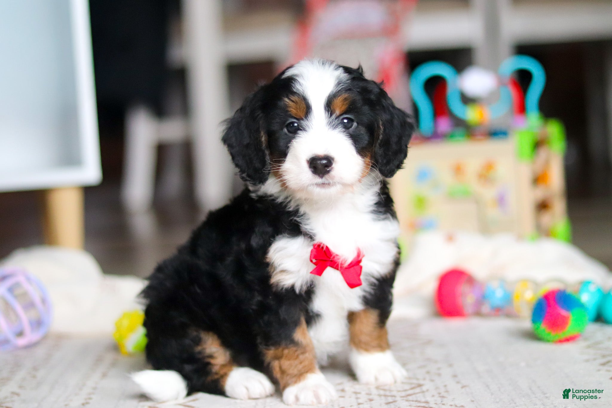 Mini Bernedoodle dogs Rocky - Ad 1