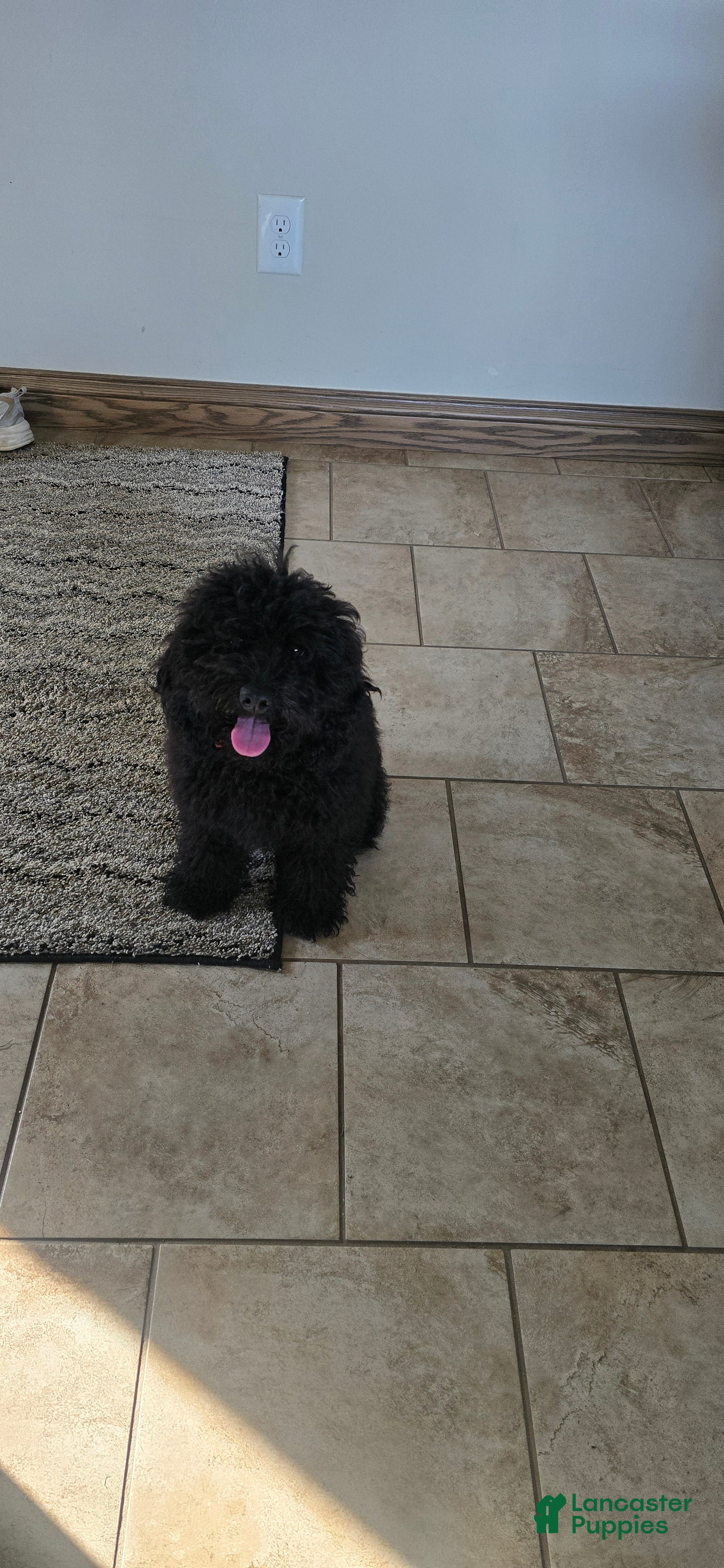 Cockapoo dogs Zayn - Ad 1