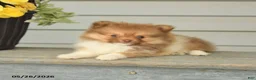 Pomeranian dogs for sale: Gregory - Ad 4