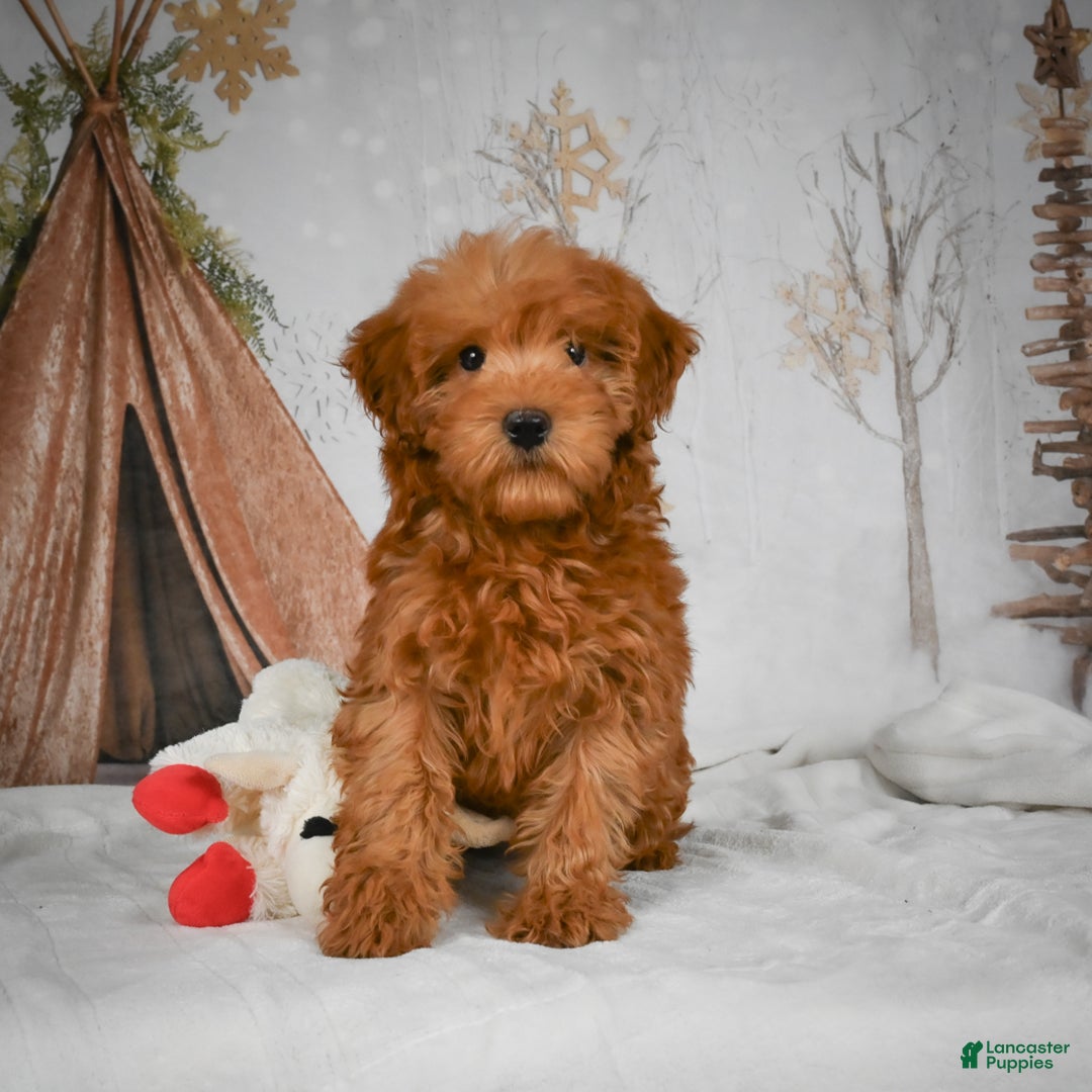 Mini Goldendoodle dogs for sale: Rosie - Ad 2