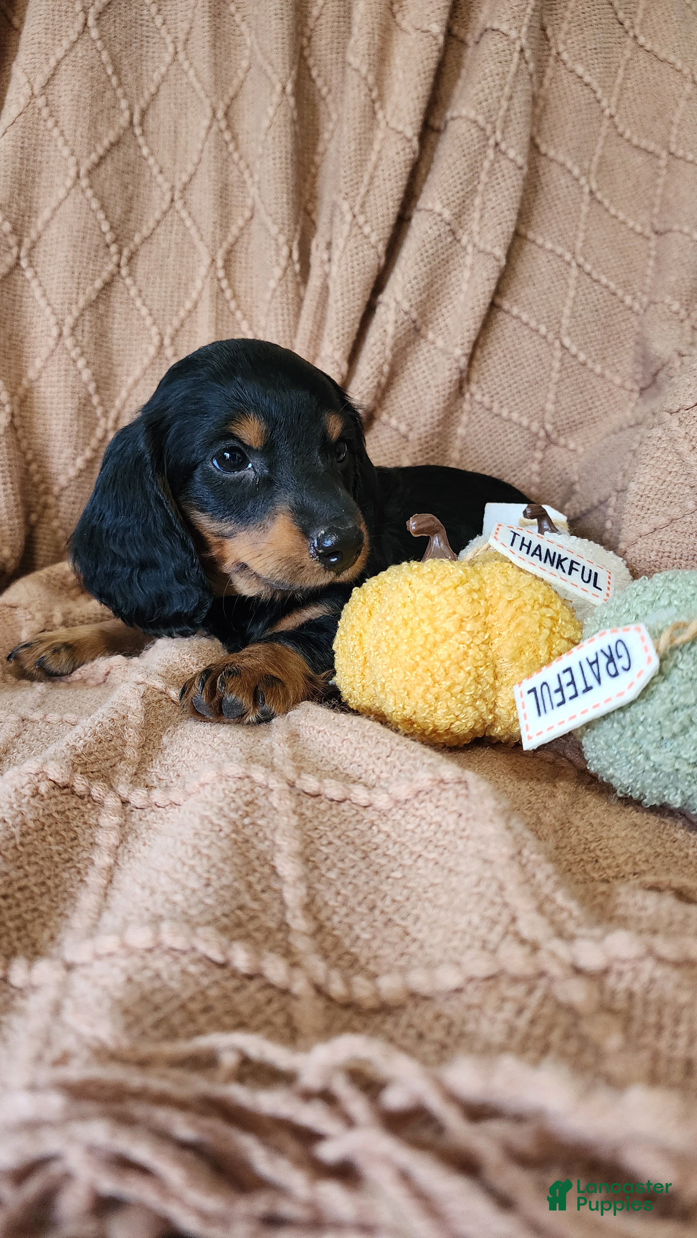 Dachshund dogs Tucker - Ad 2