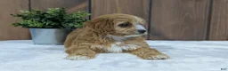 Cavapoo dogs for sale: Cavapoo Puppy 1 - Ad 8