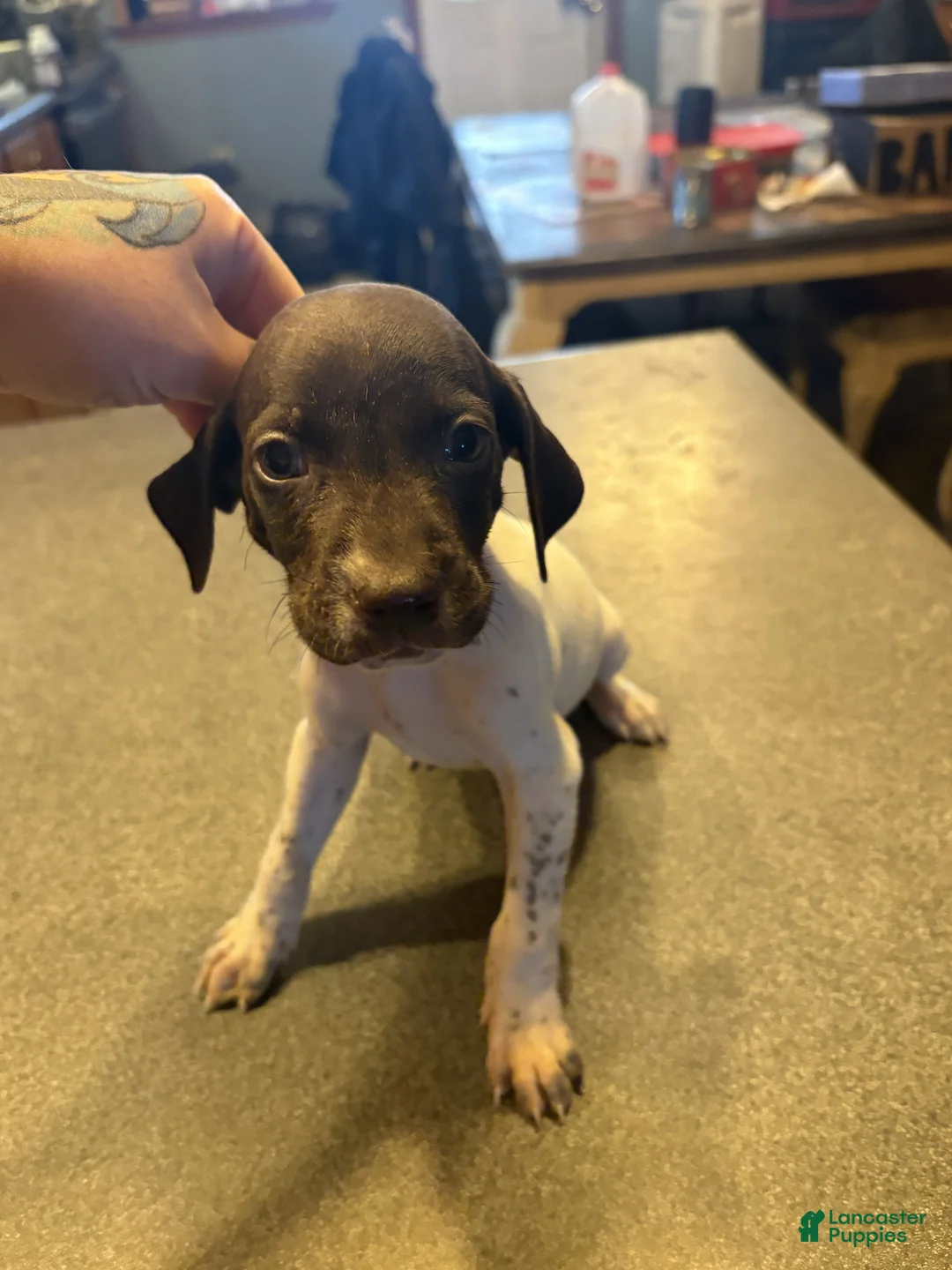 German Shorthaired Pointer dogs for sale: Junco - Ad 1