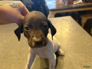 German Shorthaired Pointer dogs Junco - Ad 7