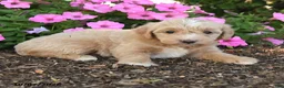 Mini Goldendoodle dogs for sale: Ronda - Ad 3