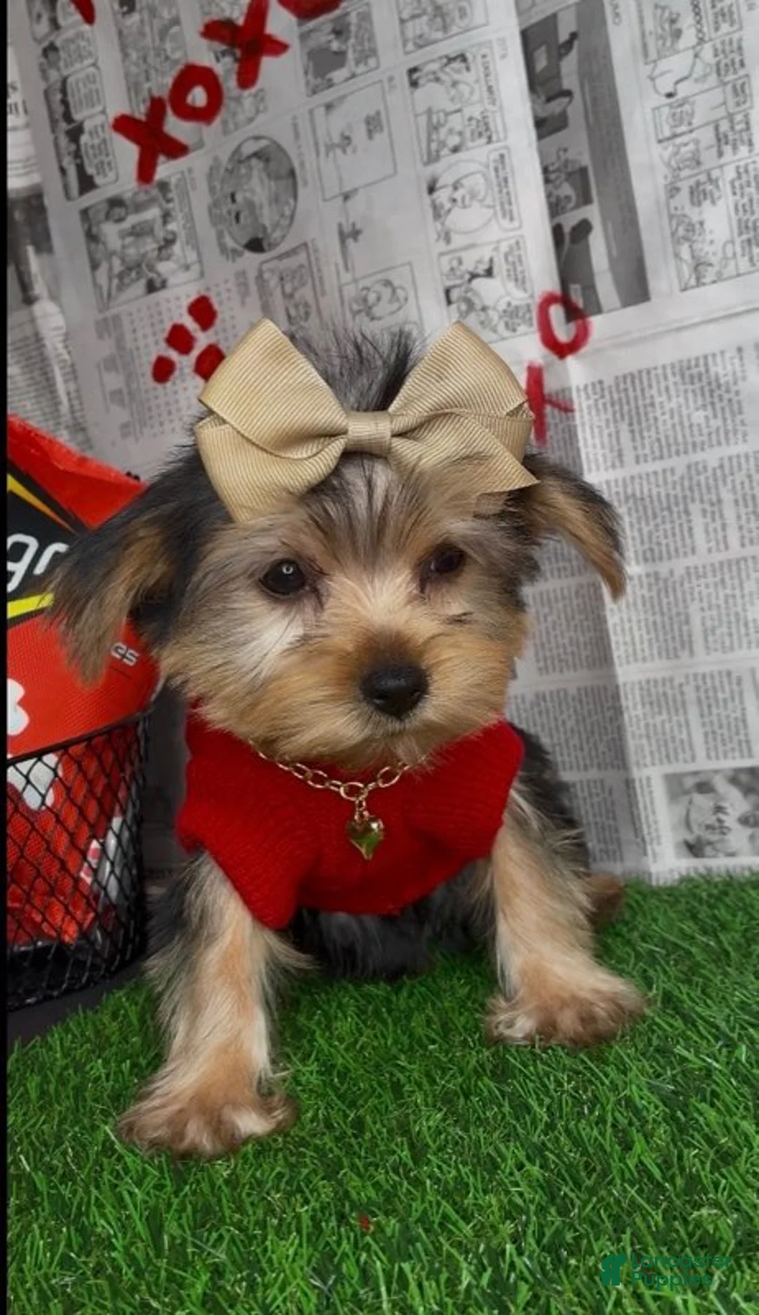 Yorkshire Terrier dogs for sale: Dream - Ad 4