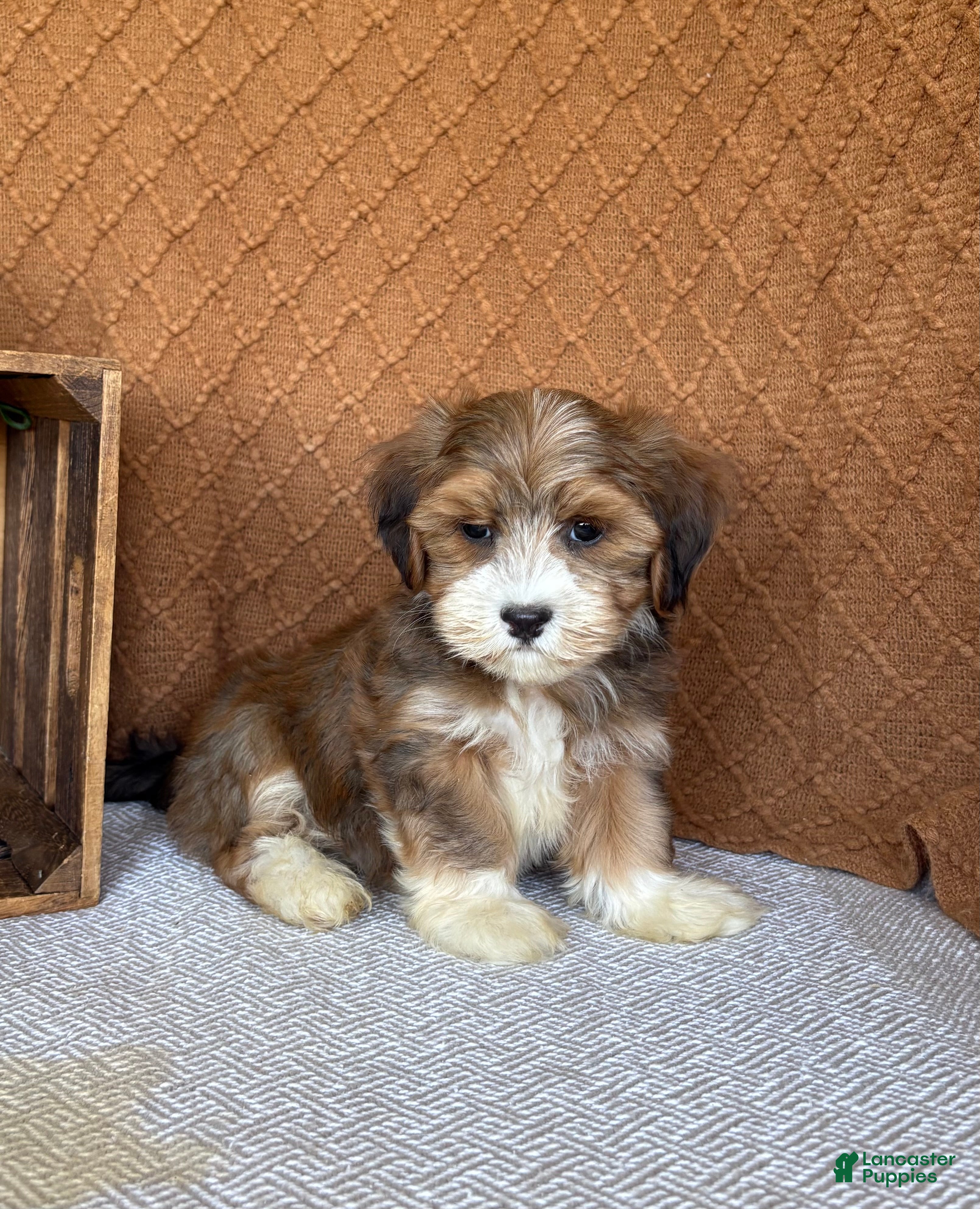 Havanese dogs Liam - Ad 2