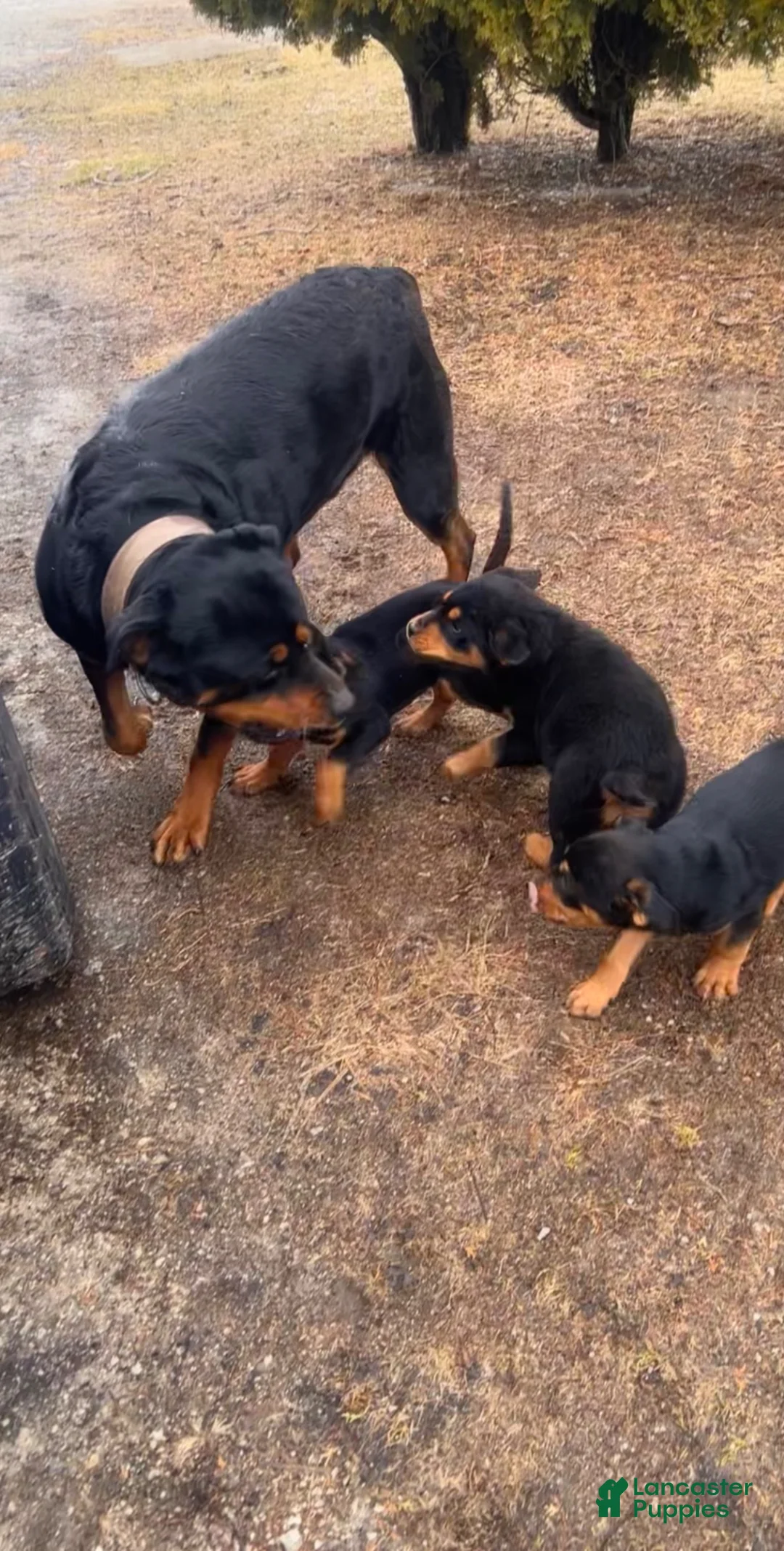 Rottweiler dogs for sale: Max  - Ad 3