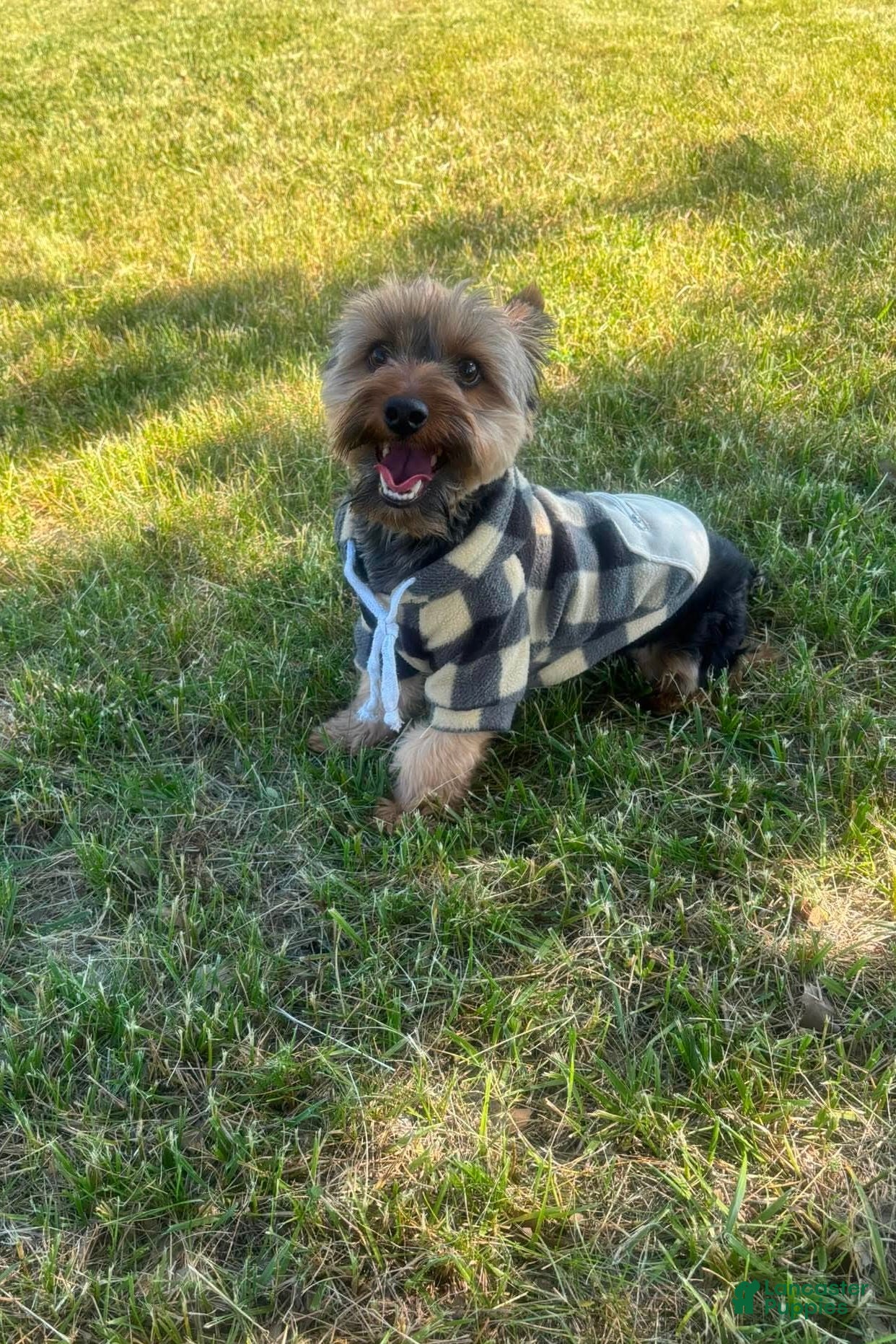 Yorkshire Terrier dogs Woody - Ad 30