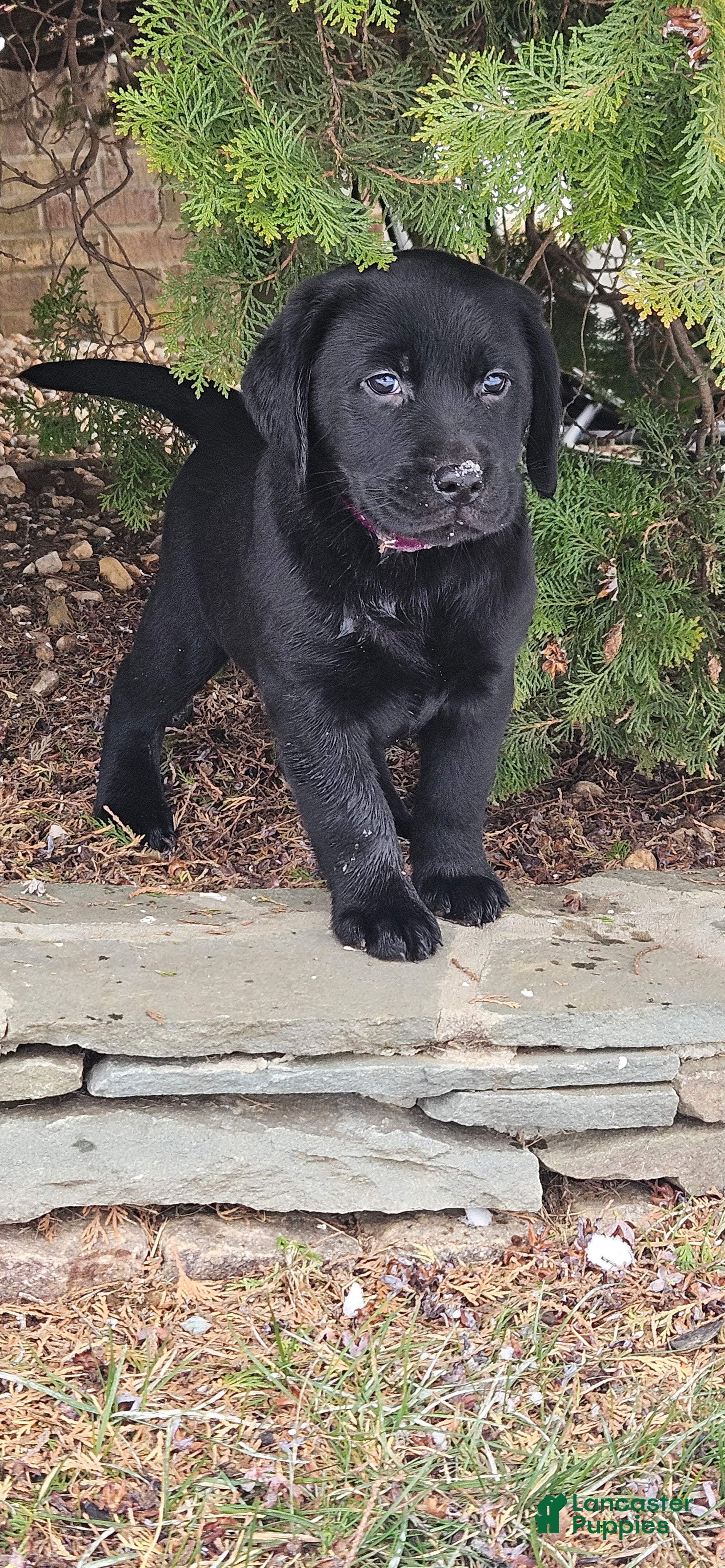 Labrador Retriever dogs Haven  - Ad 2