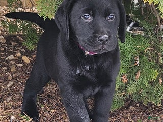 Labrador Retriever dogs Haven - Ad 2