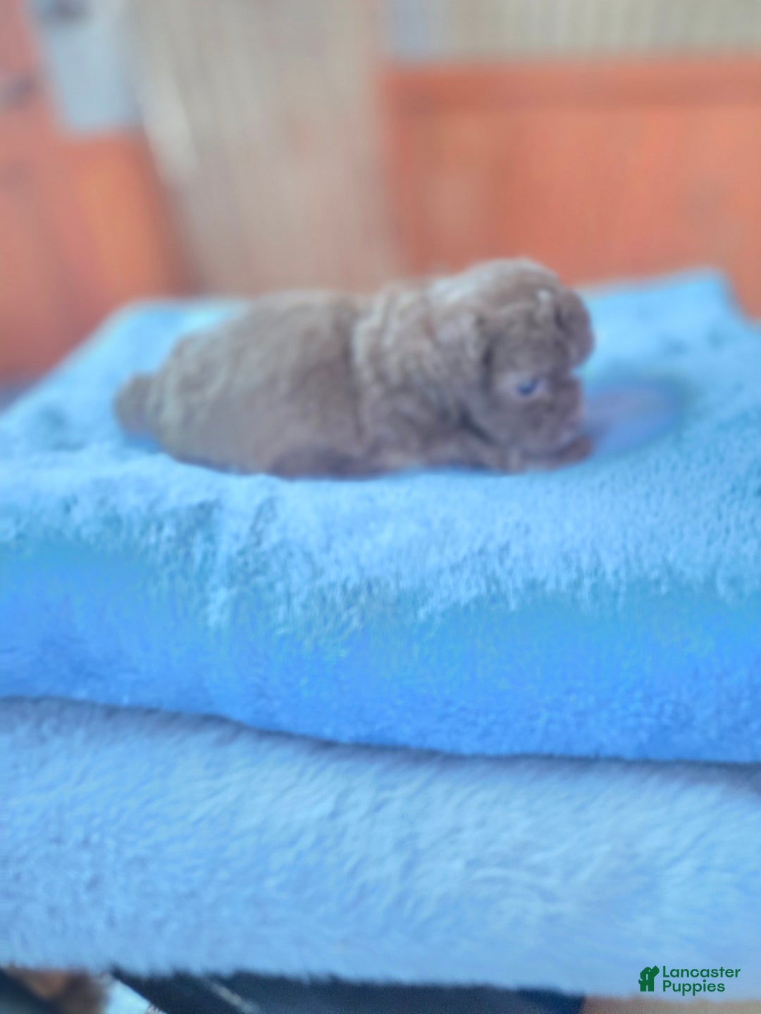 Toy Poodle dogs for sale: Toy Poodle Puppy 1 - Ad 2