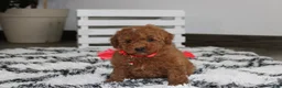 Miniature Poodle dogs for sale: Sammy - Ad 6