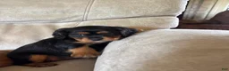 Mixed Breed dogs for sale: Juliette - Ad 5