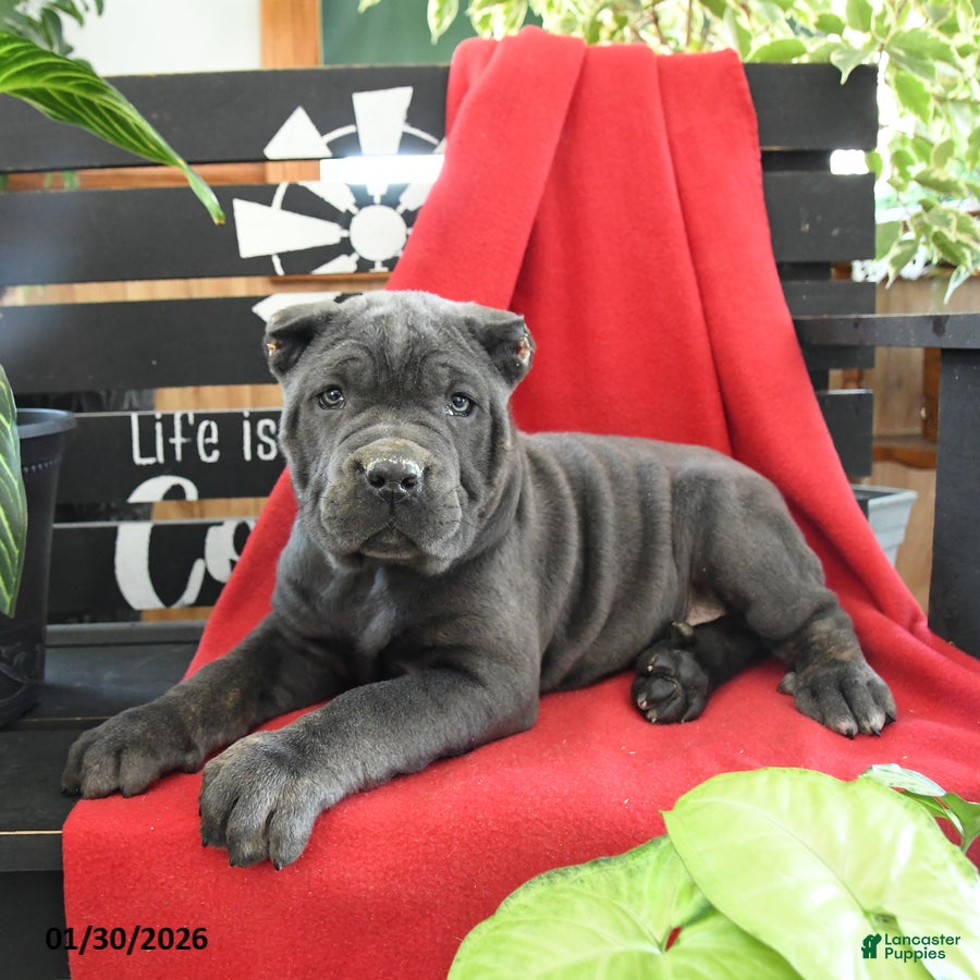 Cane Corso dogs Gia - Ad 2