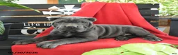 Cane Corso dogs for sale: Gia - Ad 2