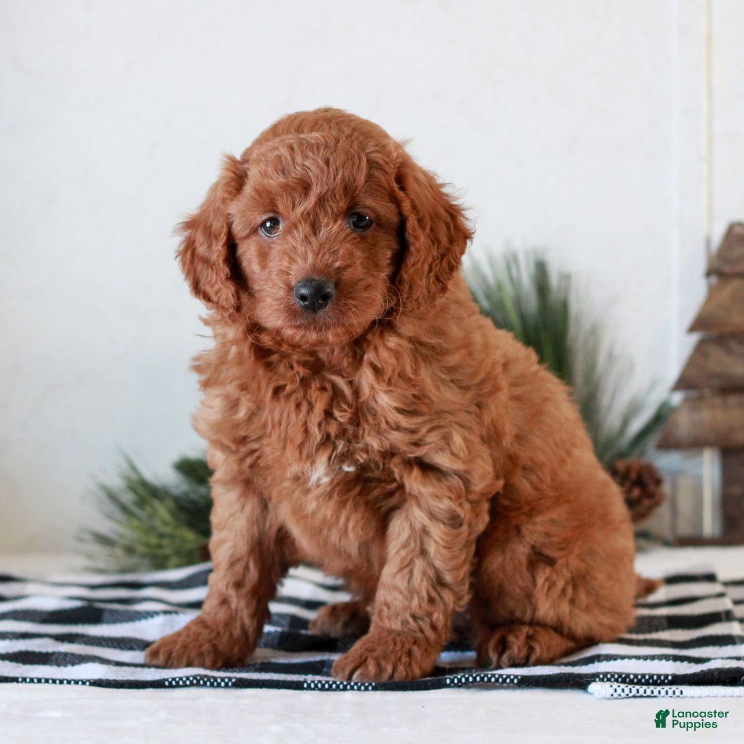 Mini Goldendoodle dogs for sale: Ginger  - Ad 2