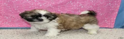 Shih Tzu dogs for sale: Joli - Ad 3