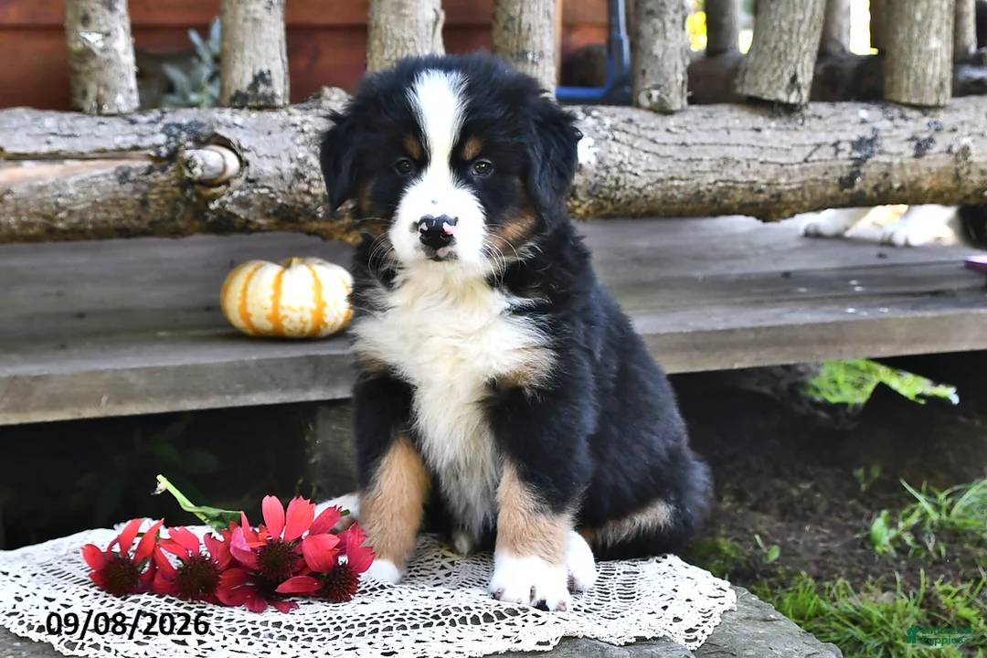 Mixed Breed dogs for sale: Rocky - Ad 2