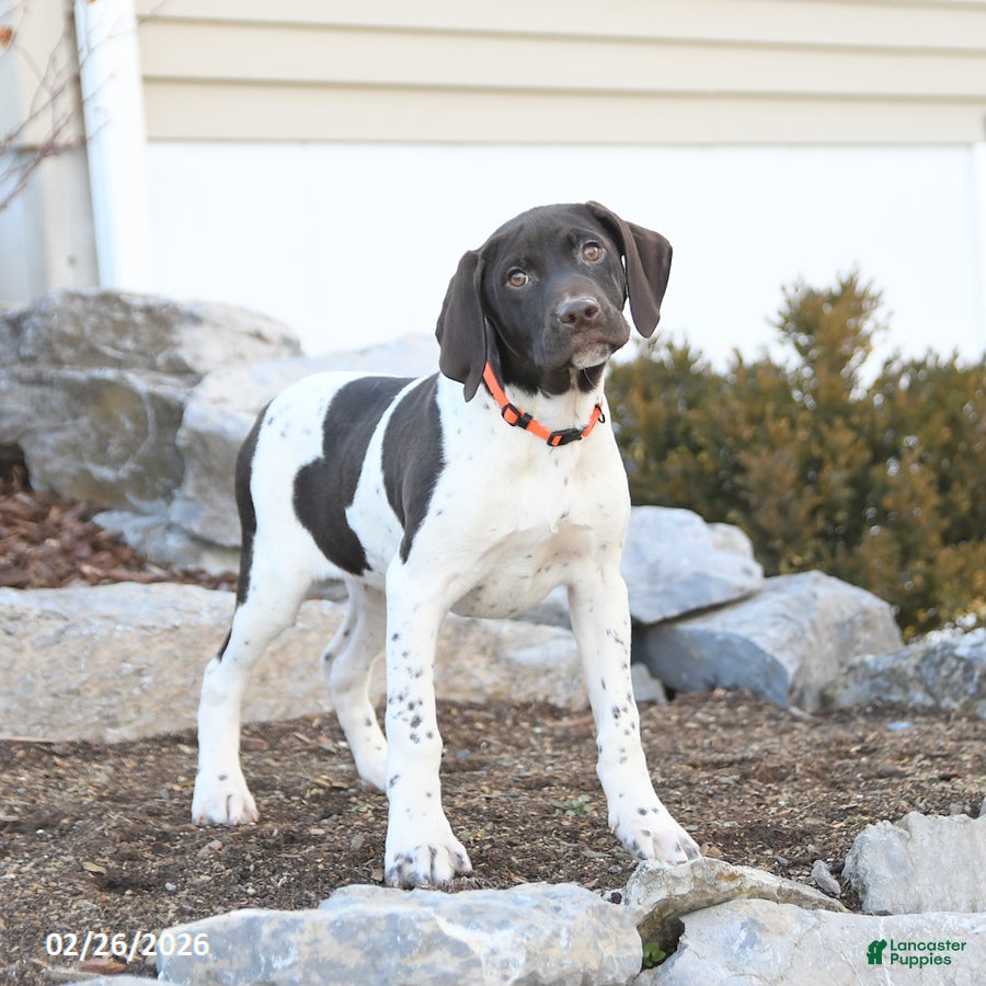 German Shorthaired Pointer dogs Gabby - Ad 1