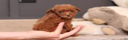 Miniature Poodle dogs for sale: Vanna - Ad 3