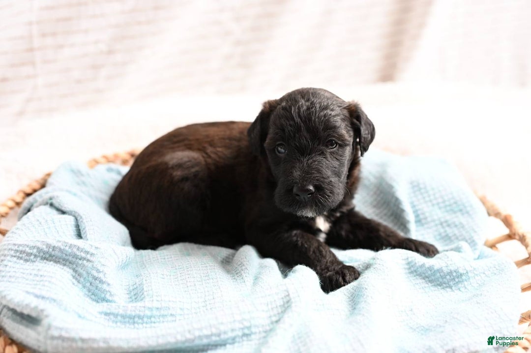 Mixed Breed dogs for sale: Geyser - Ad 2